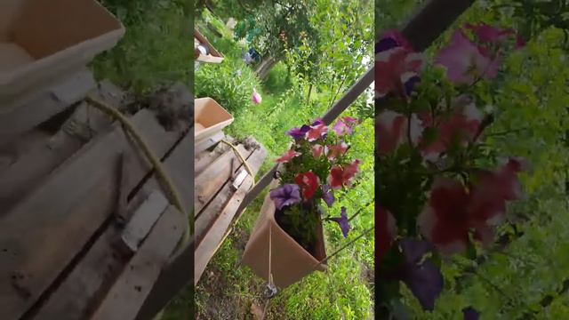 Петунии в подвесных балконных ящиках. смотреть онлайн