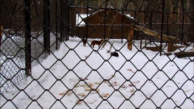 Красные волки. 19.03.21 г. смотреть онлайн