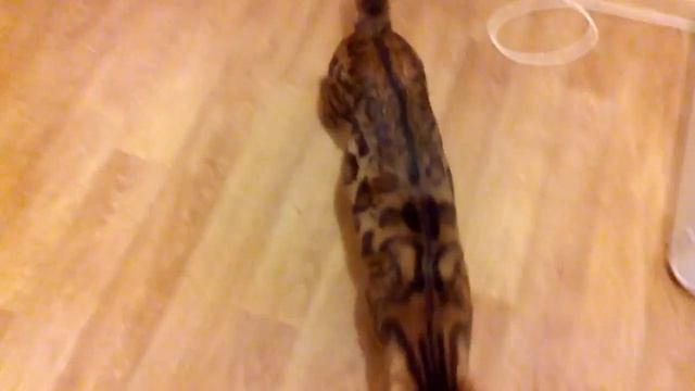 Бенгальские котята спб смотреть онлайн
