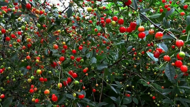 Cherry Garden смотреть онлайн