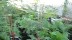 КАК СПАСТИ НАШУ РАССАДУ В ТЕПЛИЦЕ ОТ СИЛЬНЫХ ЗАМОРОЗКОВ ВЕСНОЙ
