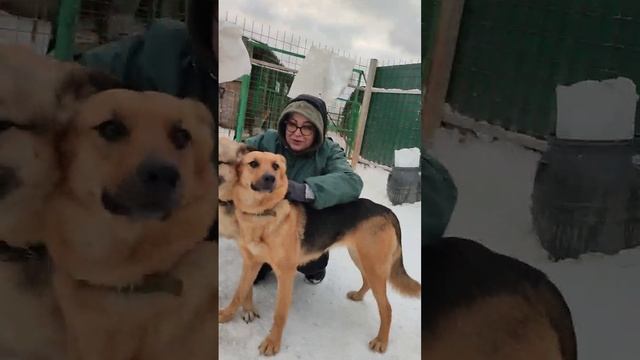 Двое из ларца - овчарочки с лица