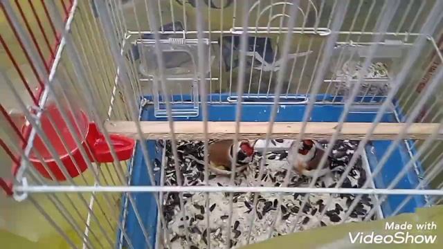 Истаравшанский птичий рынок по ценами по заказу Birds Of Istaravshan