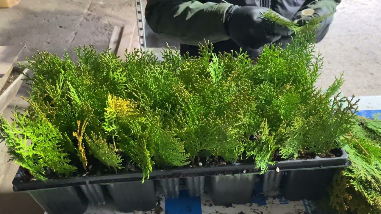 Черенкование хвойных 2024 - что нового? смотреть онлайн