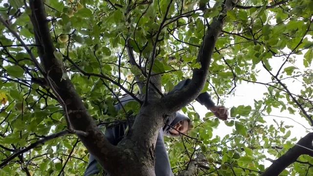 Яблока Голден. Дереву 30 лет смотреть онлайн