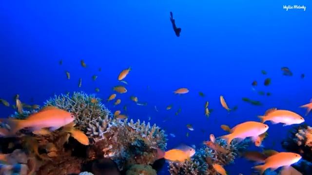 Dormirse en menos de 2 MINUTOS | ︎Restauración de cuerpo y mente | ︎Liberación de melatonina смотреть онлайн