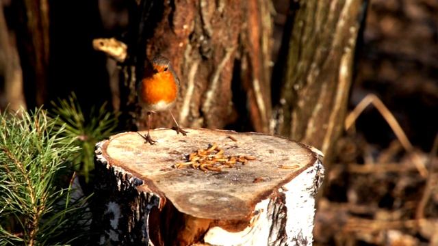 Обыкновенная чечевица Carpodacus erythrinus зарянка луговой чекан лесной жаворонок поёт заблик поёт смотреть онлайн