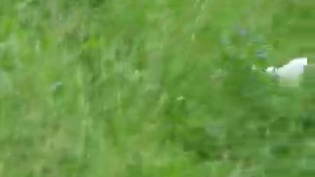 Dalmatians смотреть онлайн
