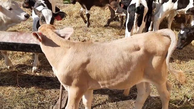бычки швицы смотреть онлайн
