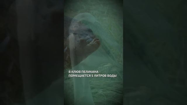 В клюв пеликана помещается около 5 литров воды - интересные факты о птицах смотреть онлайн