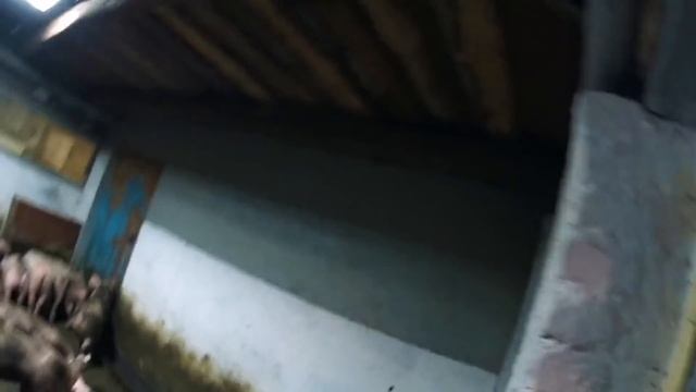 Породы свиней на нашем хозяйстве (пьетрен, дюрок, кантор, пьетрен-макстер, КБ, ландрас). смотреть онлайн