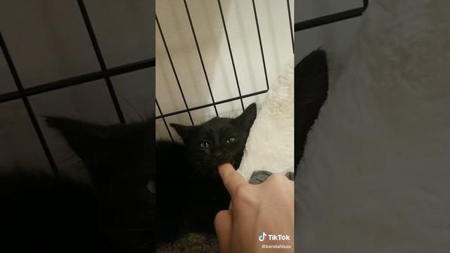 Котик смотреть онлайн