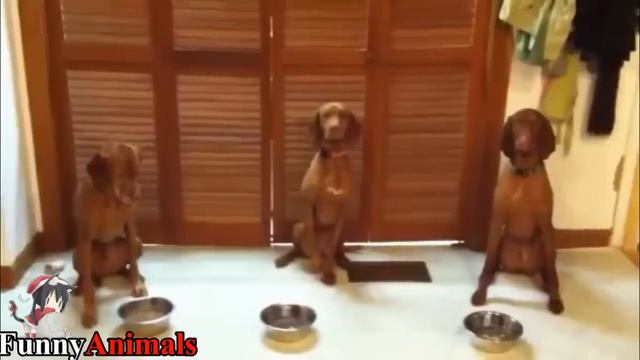 Funny and Cute Vizsla Dog Videos 2017 - Funny Dogs Compilation смотреть онлайн
