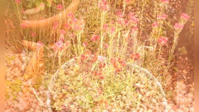 АНТЕННАРИЯ, или КОШАЧЬЯ ЛАПКА (ANTENNARIA) сем. Сложноцветные смотреть онлайн