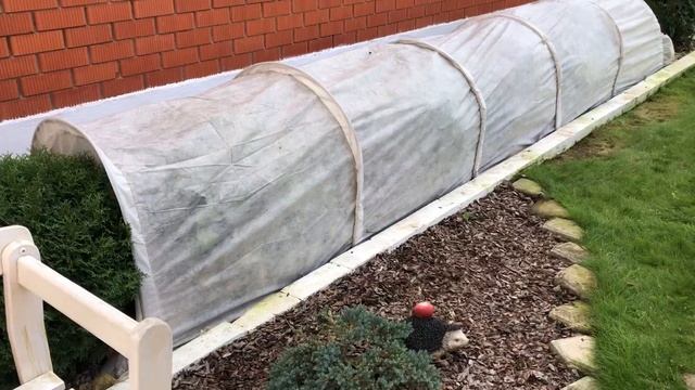 Крупнолистная гортензия "Бесконечное лето". Сентябрь. смотреть онлайн