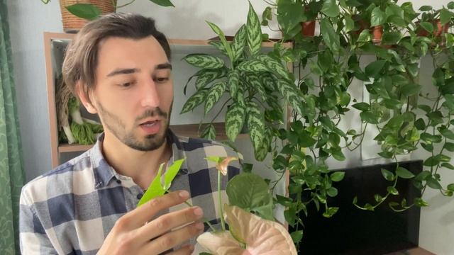 Осенняя￼ депрессия￼, что делать с комнатными растениями/цветами ￼ смотреть онлайн