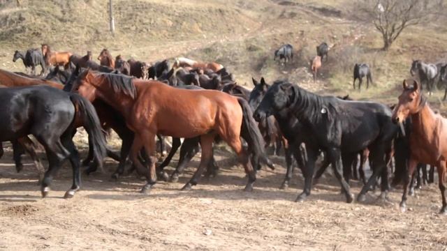 Спуск табуна лошадей карачаевской породы урочище Къош Чокъракъ Усть-Джегутинский район КЧР смотреть онлайн