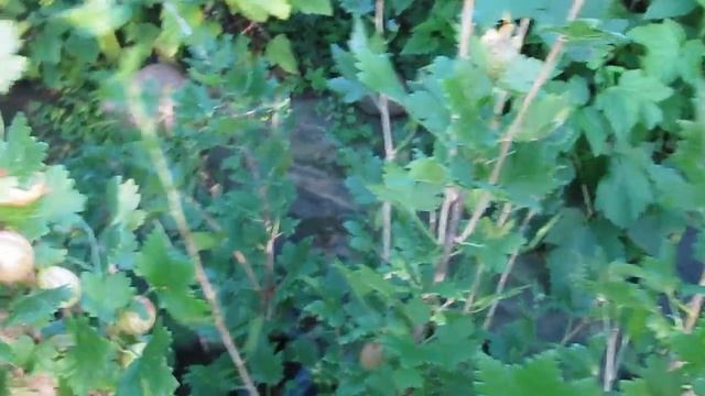 Пакс лучший выбор сладкого, урожайного, не болеющего крыжовника смотреть онлайн