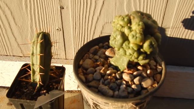 THICK SPINE BRIDGESII GRAFTED WITH PEYOTE CACTUS SAN PEDRO DMT MESCALINE смотреть онлайн