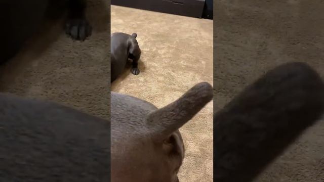 В этом весь Талисман ?#tttt #cane #canecorso #канекорсо #canecorsoitaliano #канекорсоитальяно смотреть онлайн
