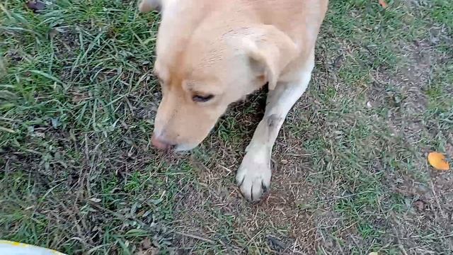 Кормление бездомных животных (Ролик № 141) [Часть # 1]