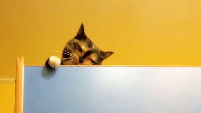 Кошка злая точит когти. смотреть онлайн