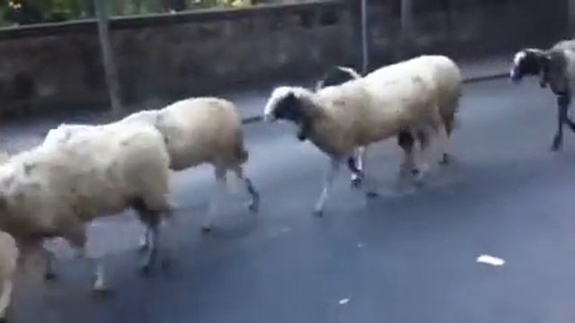 Овцы, овцы, милые овцы