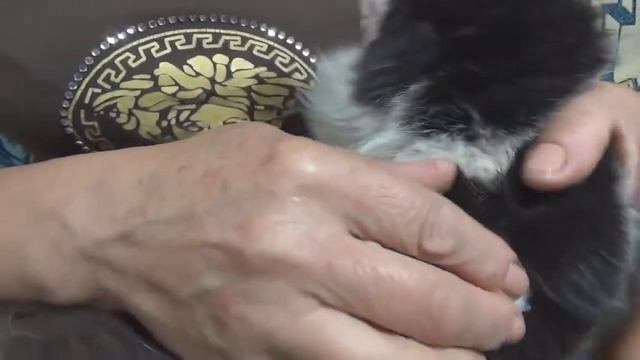 Как удалить клеща у кота при помощи подсолнечного масла смотреть онлайн