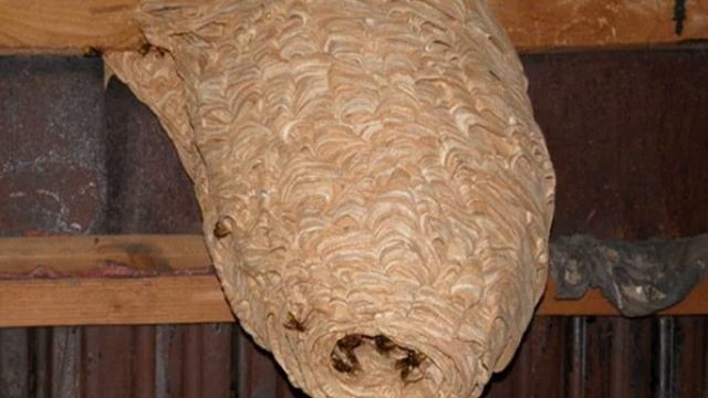 Осы едят клубнику — что делать смотреть онлайн