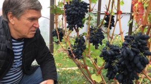 Виноград "Кодрянка" в России