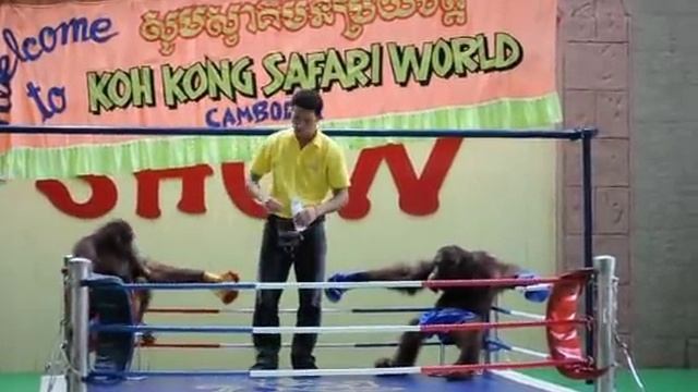 Orangutan Boxing смотреть онлайн