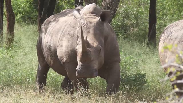 India Wildlife In 4K - Amazing Scenes Of India's Animals | Scenic Relaxation Film