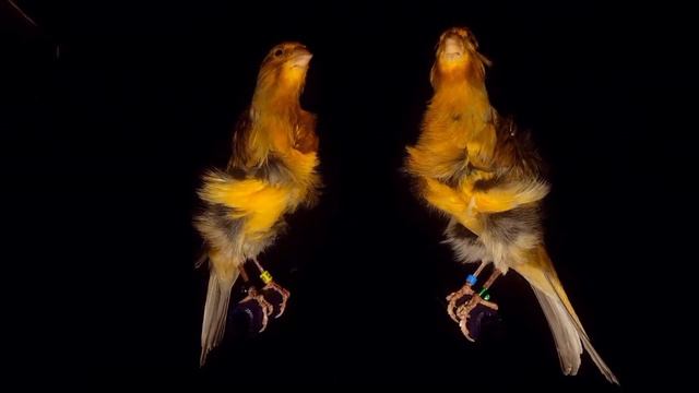 Северо-голландская курчавая (фризе) канарейка. north dutch frill canary смотреть онлайн