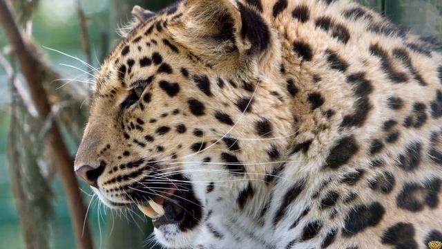 Леопард против Пятнистой гиены кто победит в схватке один на один смотреть онлайн