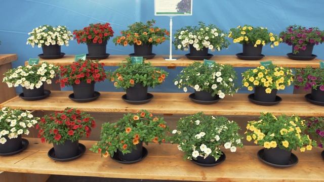 Calibrachoa - COLIBRI™ , LIA™ , EYECONIC™, OMBRE™ смотреть онлайн