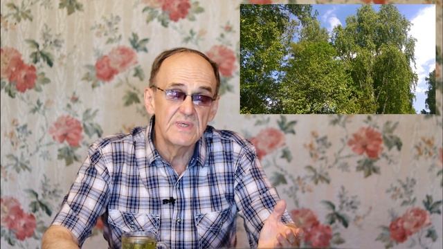 Лист березы. Чем он полезен