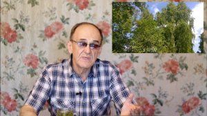 Лист березы. Чем он полезен