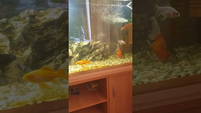 Аквариум с золотыми рыбками смотреть онлайн