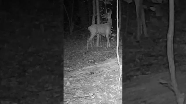 Самец косули метит территорию смотреть онлайн