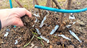 В моей деревне смородина у всех крупная. Местные закапывают это под кусты весной в апреле - мае.