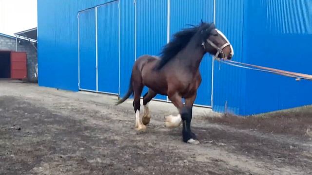 СГН48 Шайры продажа смотреть онлайн