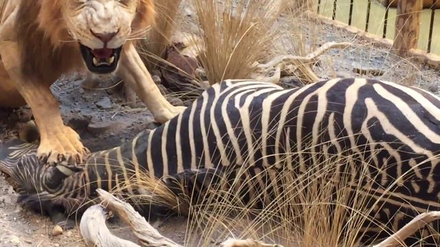 Shopping in Cabela (охотничий магазин) США смотреть онлайн