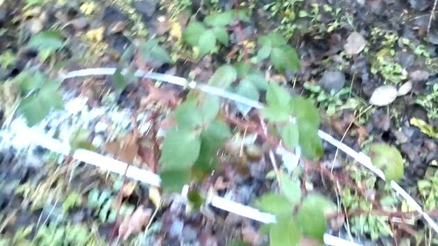 Ежевика Навахо 25.12 смотреть онлайн