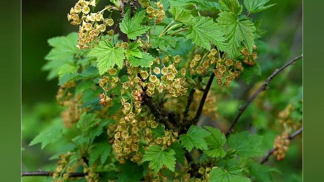 Плодово-ягодные кустарники весной. Степанова Наталья смотреть онлайн