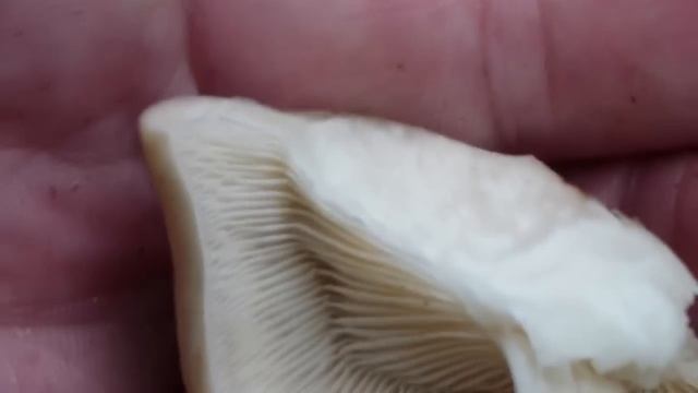 Elm Oyster wild mushroom смотреть онлайн