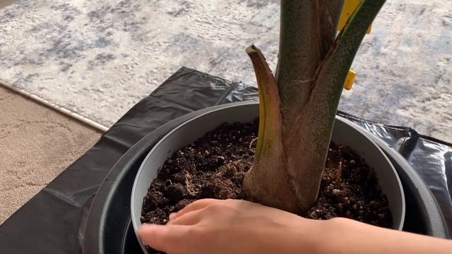 How to take care Majesty Plant? I learned the right way смотреть онлайн