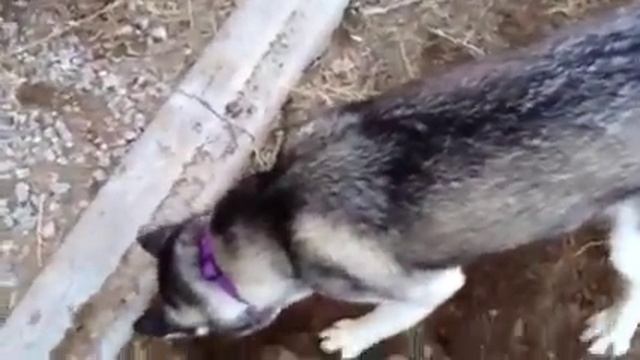 5 Main Facts of the Siberian Husky смотреть онлайн