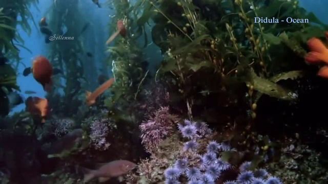 Didula - Ocean (Дидюля - Океан) смотреть онлайн