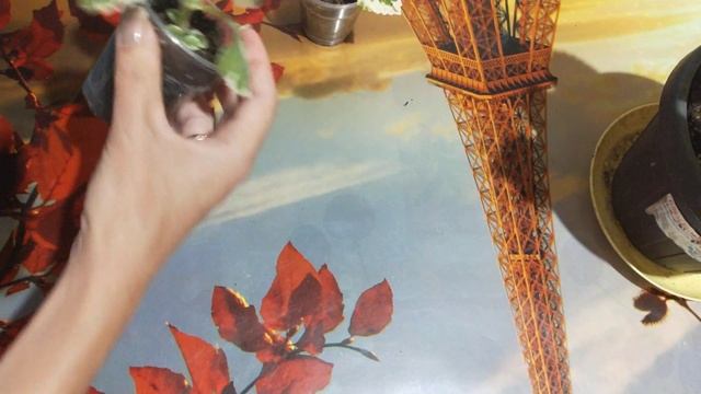 Мята Плектрантус Вариегатная долгое укоренение. смотреть онлайн