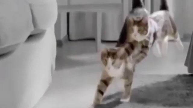 Китикет